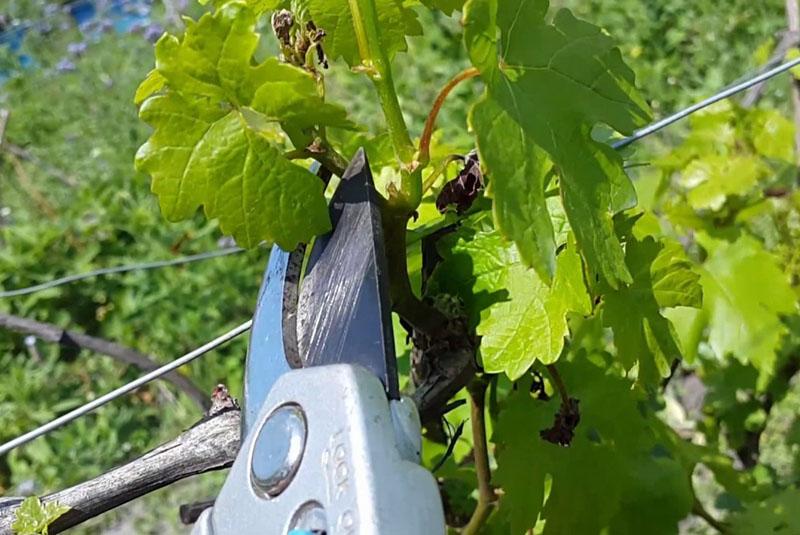 perseguir uvas no siempre es necesario