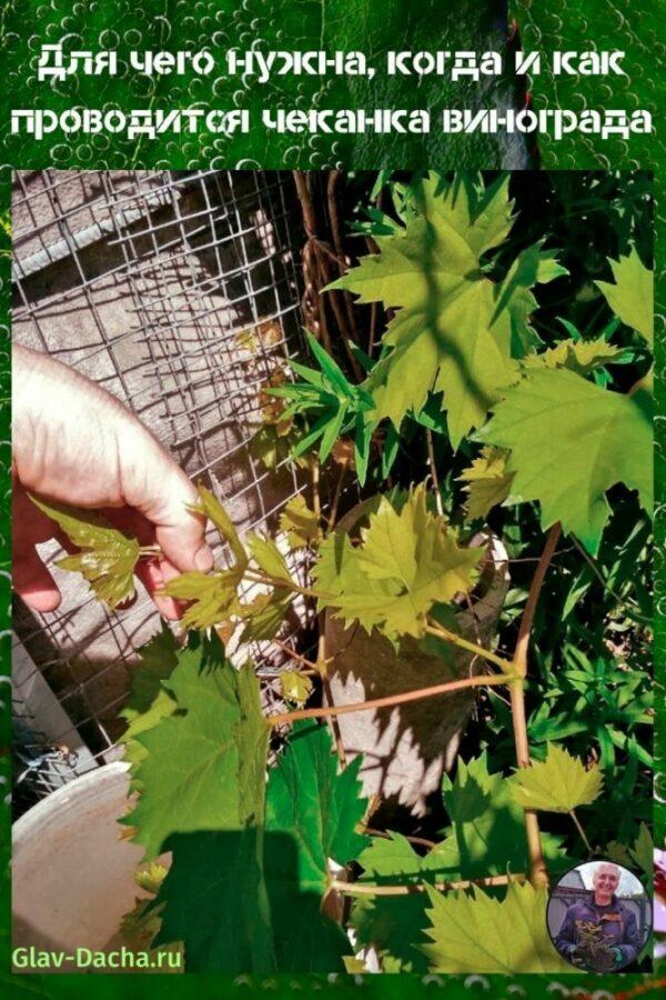 persiguiendo uvas
