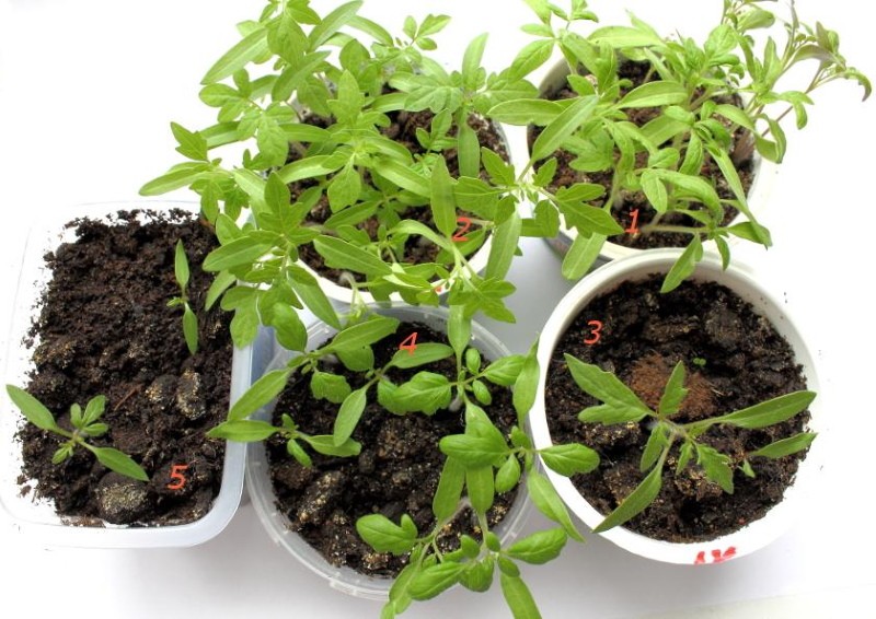 que donne la cueillette des plants de tomates
