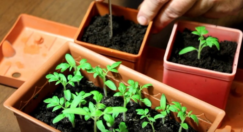 cuando bucear tomates