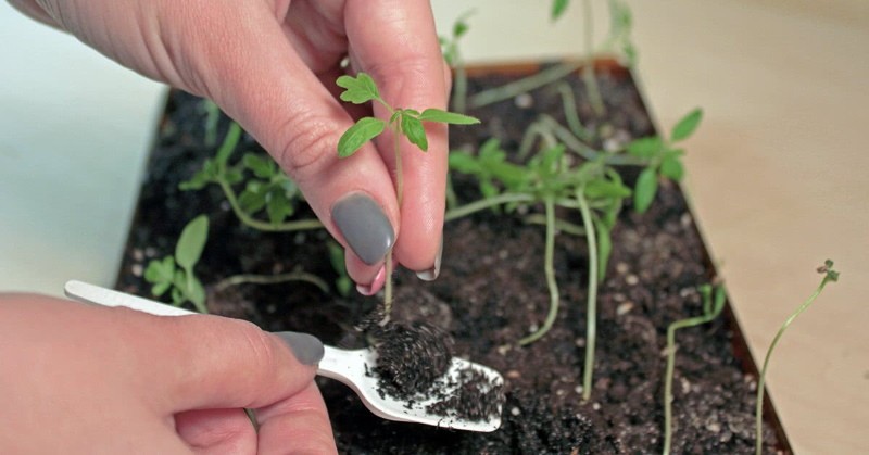 à quoi sert la cueillette des tomates ?