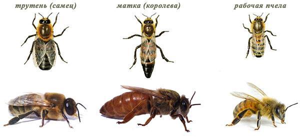 famille d'abeilles