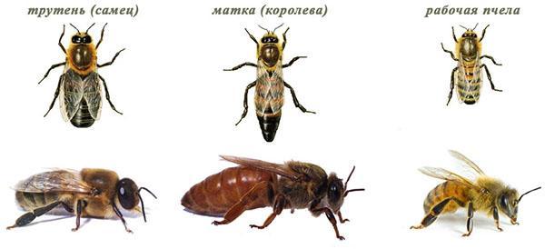 familia de abejas