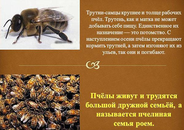 affectation de drones dans une colonie d'abeilles