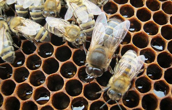 abejas en una colmena