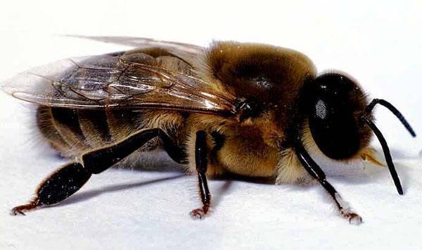 drones en una familia de abejas