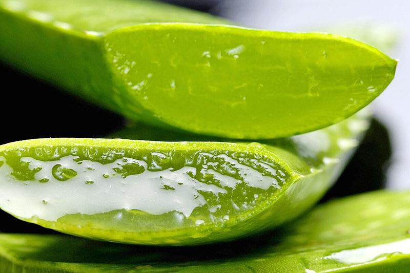 hojas de aloe