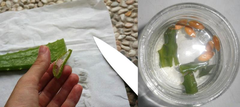 tremper les graines dans du jus d'aloès