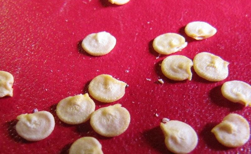 graines de piment sec
