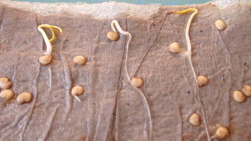 semillas de pimiento después de remojar