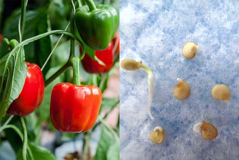 test de germination des graines