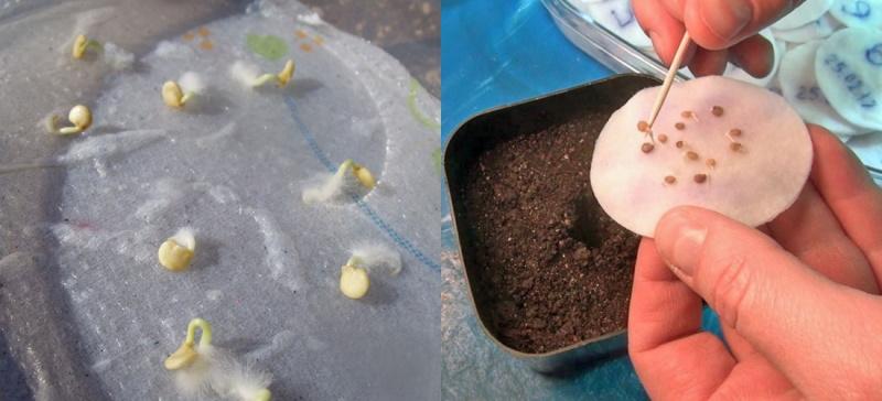 cómo remojar las semillas de pimiento antes de plantar