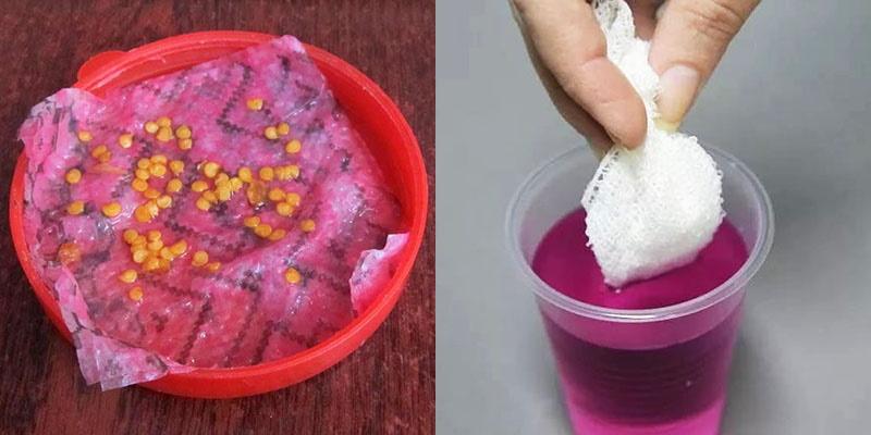 faire tremper les graines de poivre avant de les planter dans du permanganate de potassium
