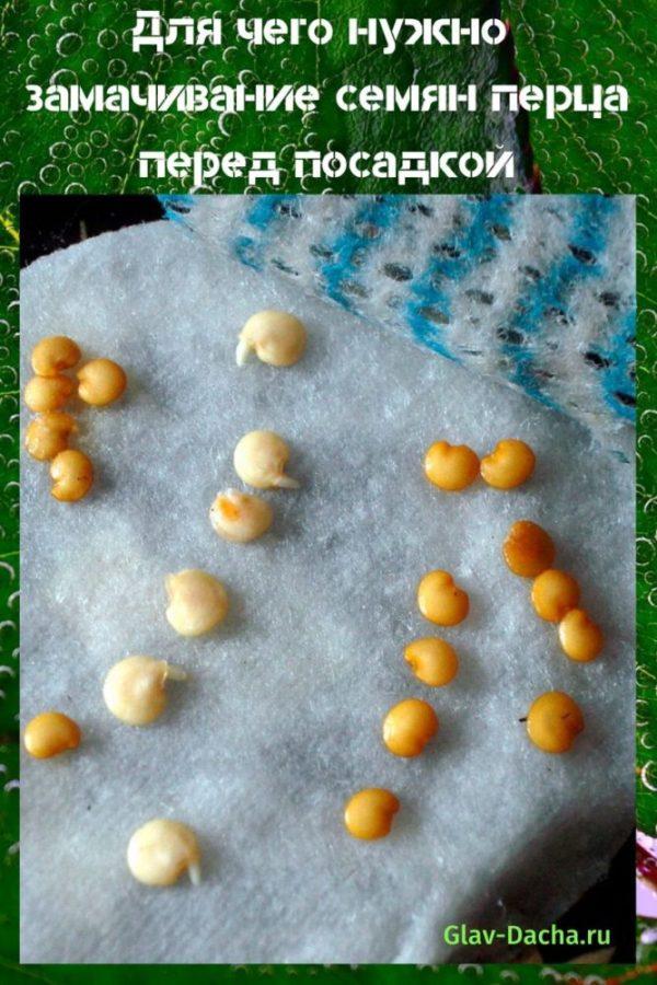 faire tremper les graines de poivre avant de planter