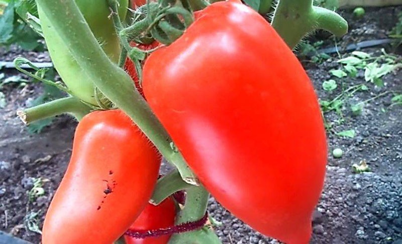 les tomates mûrissent