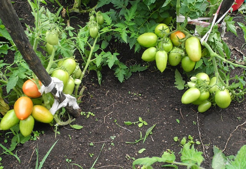 variété de tomate à haut rendement