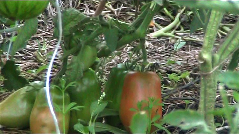 tomate troïka sibérienne