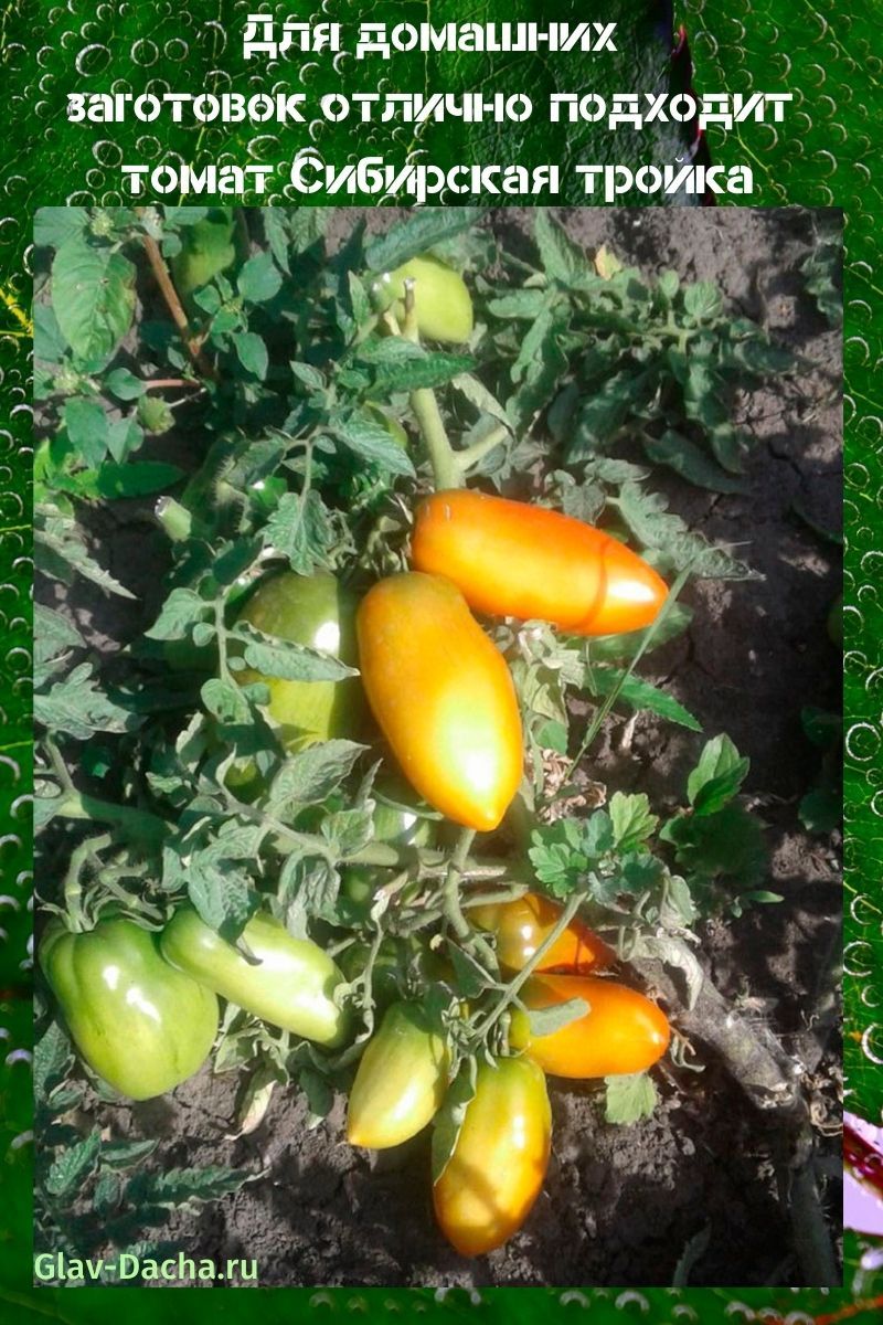 tomate troïka sibérienne