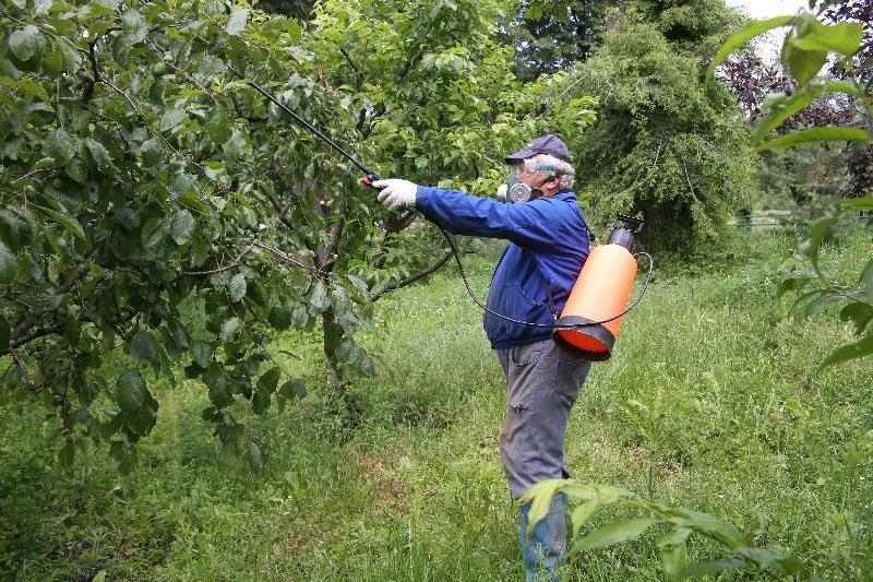 uso de fungicida para árboles frutales