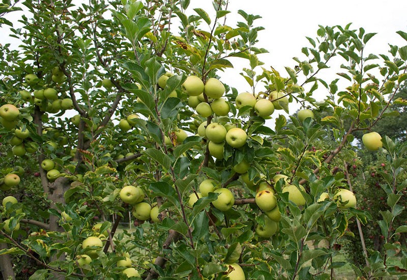 variedad de manzana de alto rendimiento Bratchud