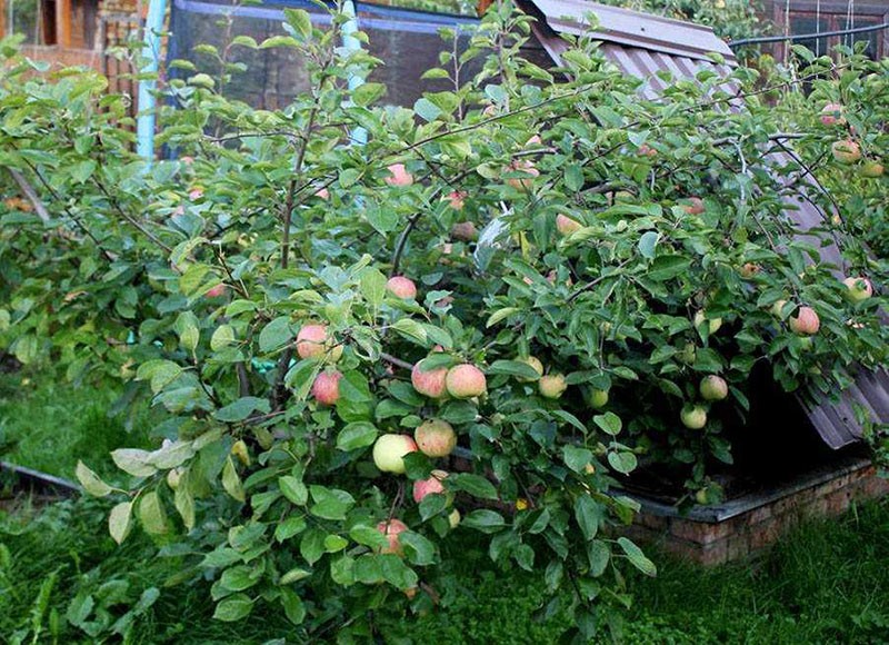 variedad de manzana de alto rendimiento Bratchud