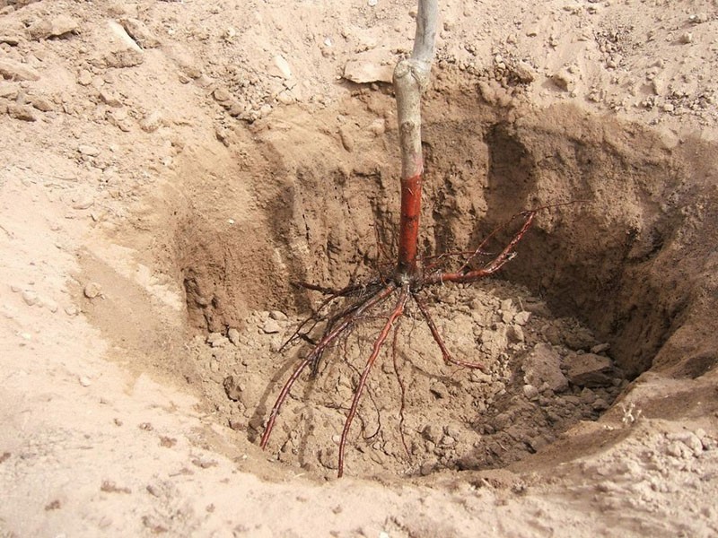 reglas de plantación de plántulas