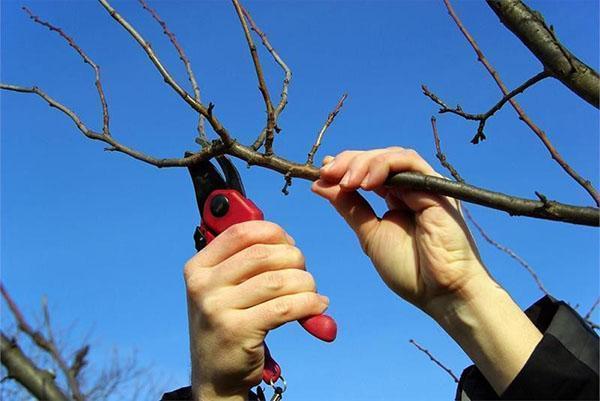prune d'élagage