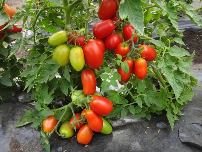 variedad de tomate de alto rendimiento Kaspar