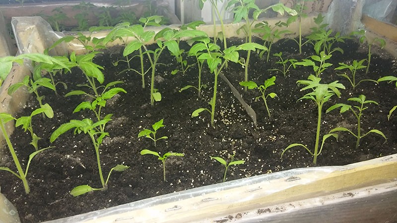 semis de graines de tomates
