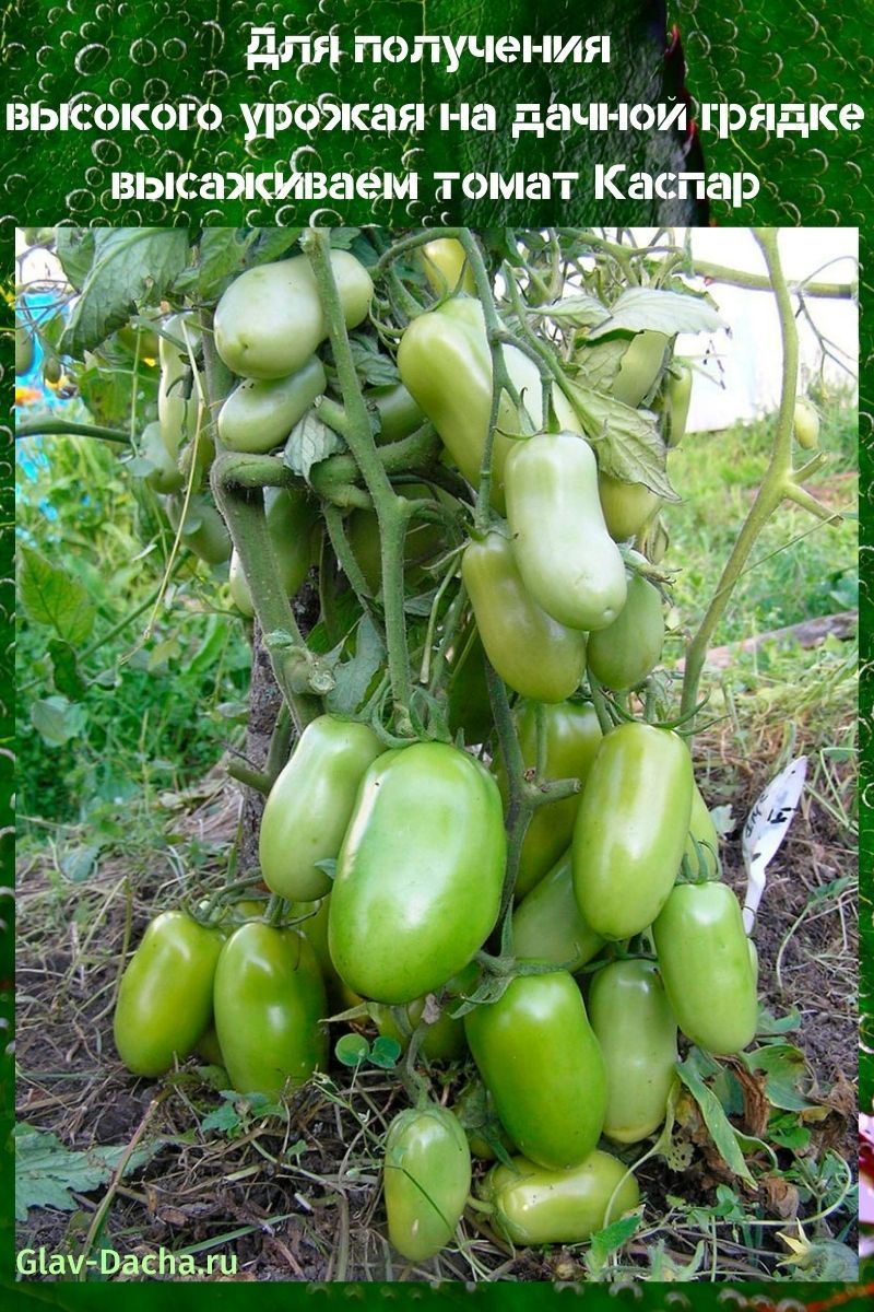 tomate hybride Kaspar