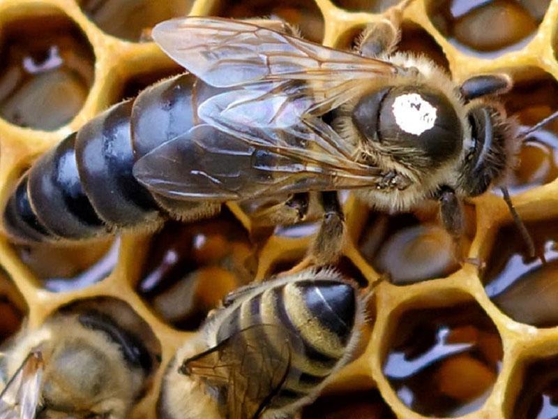 abejas en una colmena