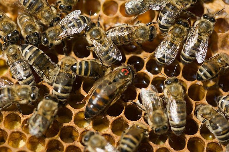 feromonas de abeja para la droga