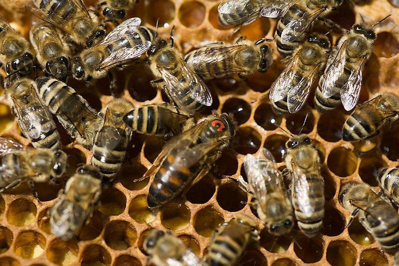 phéromones d'abeille pour le médicament