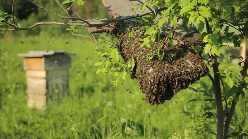 atrayendo un enjambre de abejas