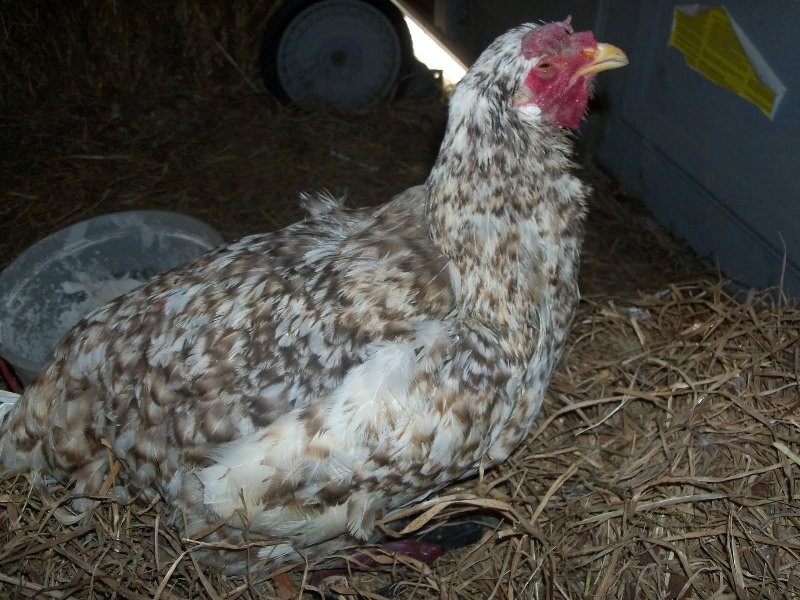 Baytril para el tratamiento de la micoplasmosis en pollos.