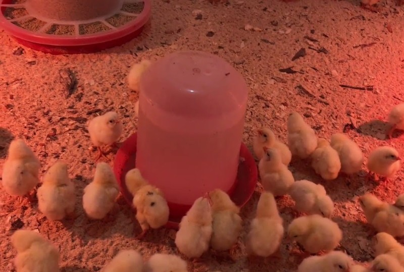 nourrir les poulets avec du baitril