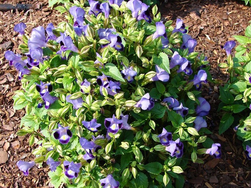 buisson torenia formé