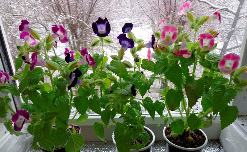 Torrenia fleurit sur le rebord de la fenêtre