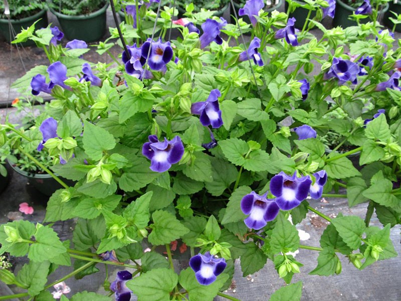 cultivo de torenia a partir de semillas