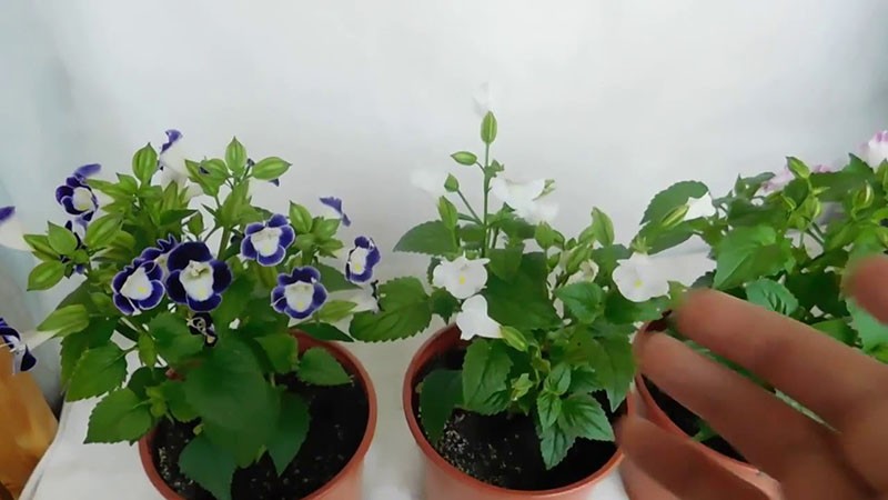 cuidado de torenia