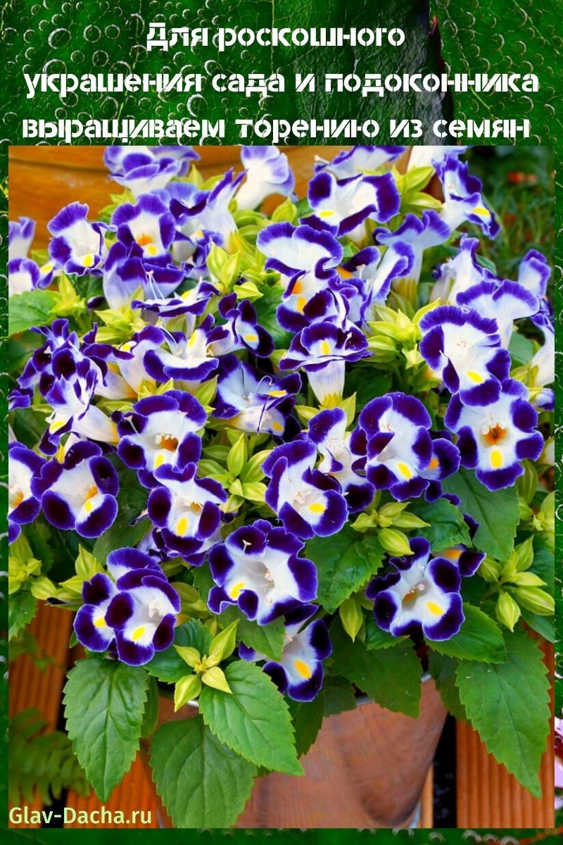 cultivo de torenia a partir de semillas