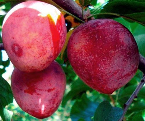 cerise prune semis roquette