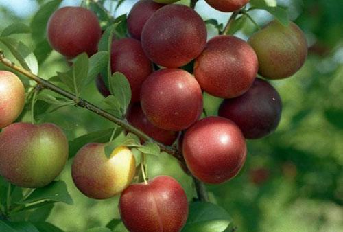 Voyageur de prune cerise