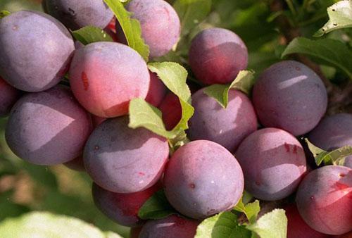 prune cerise Trouvé