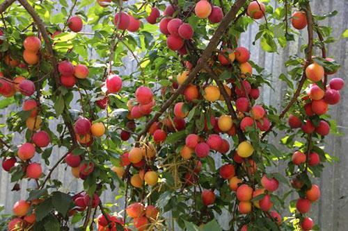 prune cerise comète Kuban