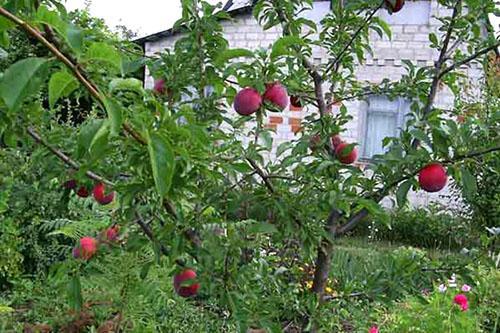 prune cerise dans les jardins de la région de Moscou