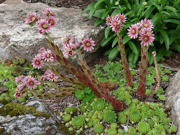 fleurs rajeunies dans la rocaille