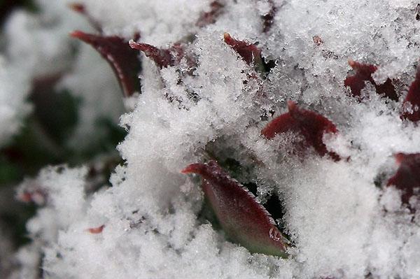 rajeuni sous la neige