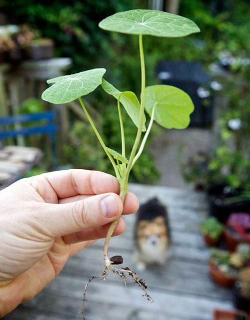 plántulas de capuchina para campo abierto