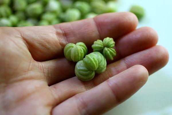 semillas de capuchina verde para hacer alcaparras